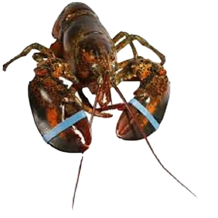 Frozen Live Canadian Lobster