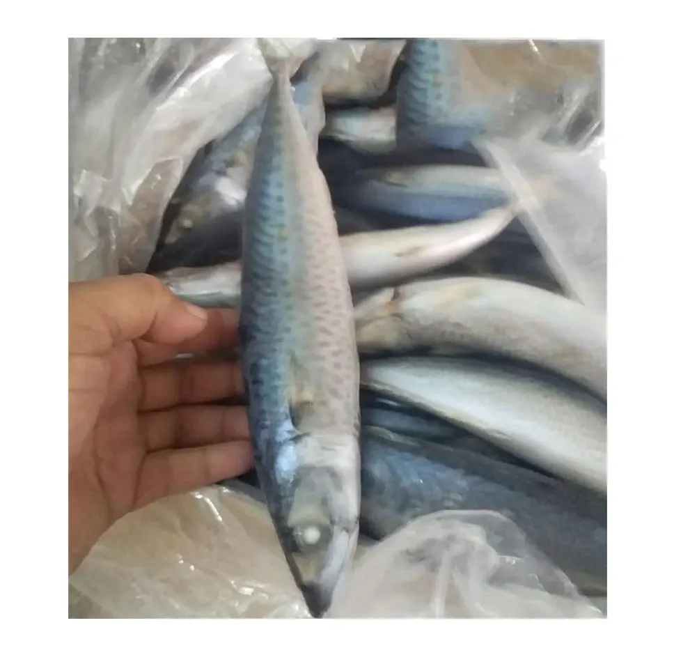 frozen Mackerel