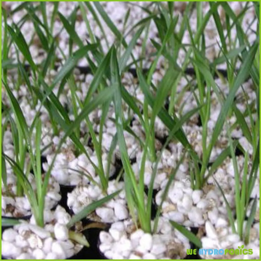 USA Canada Bulk Hydroponic Agriculture Grade Perlite for Plant Gardening Agriculture Horticulture