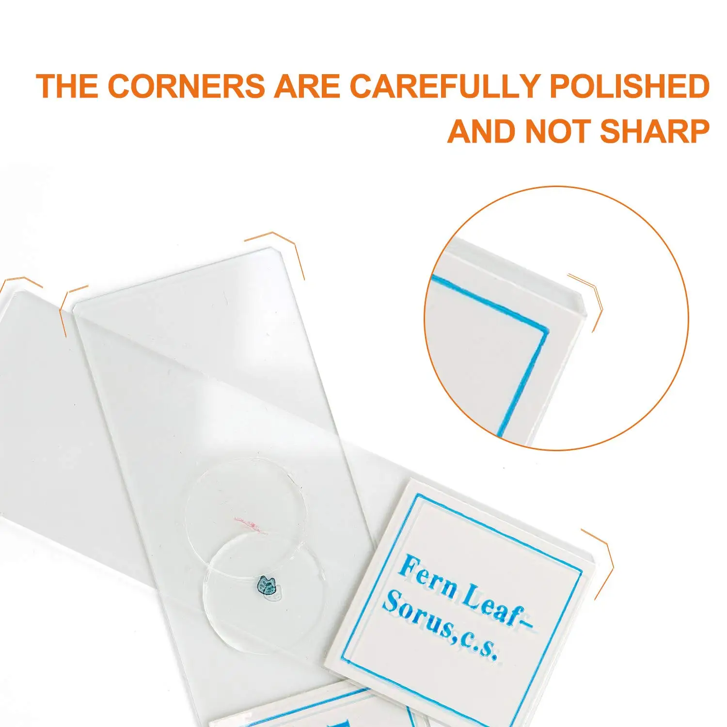 Microbiology Prepared Microscope Slides with Specimen used Medicine Education