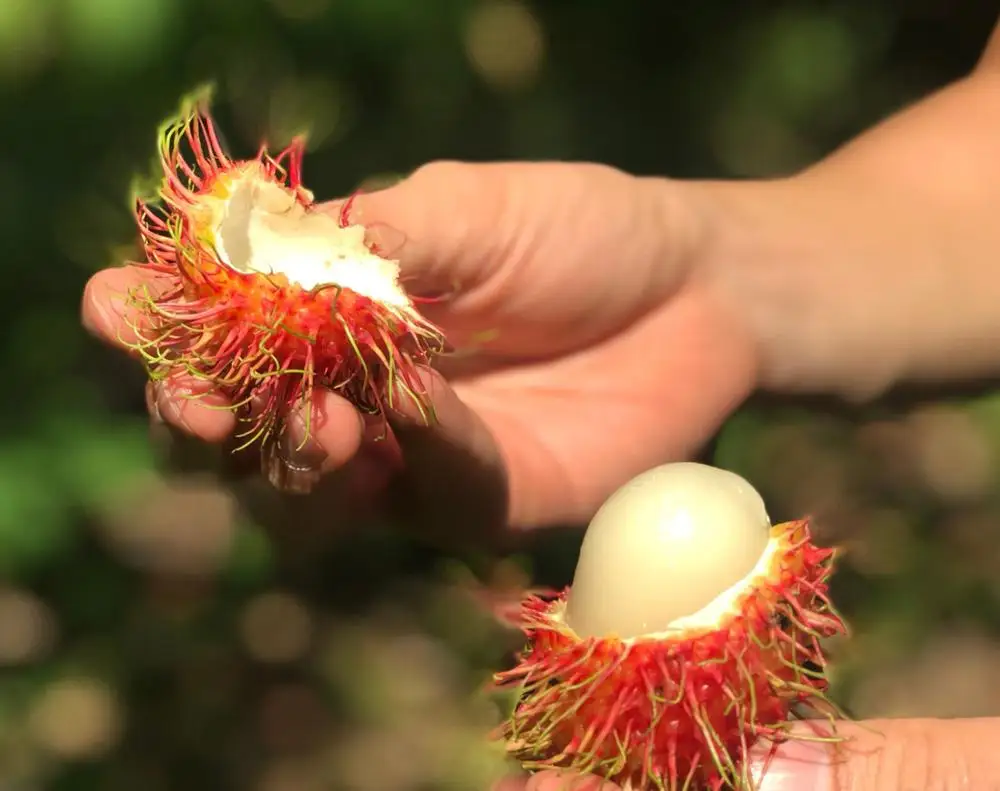 Fresh Rambutan (Thailand Origin)