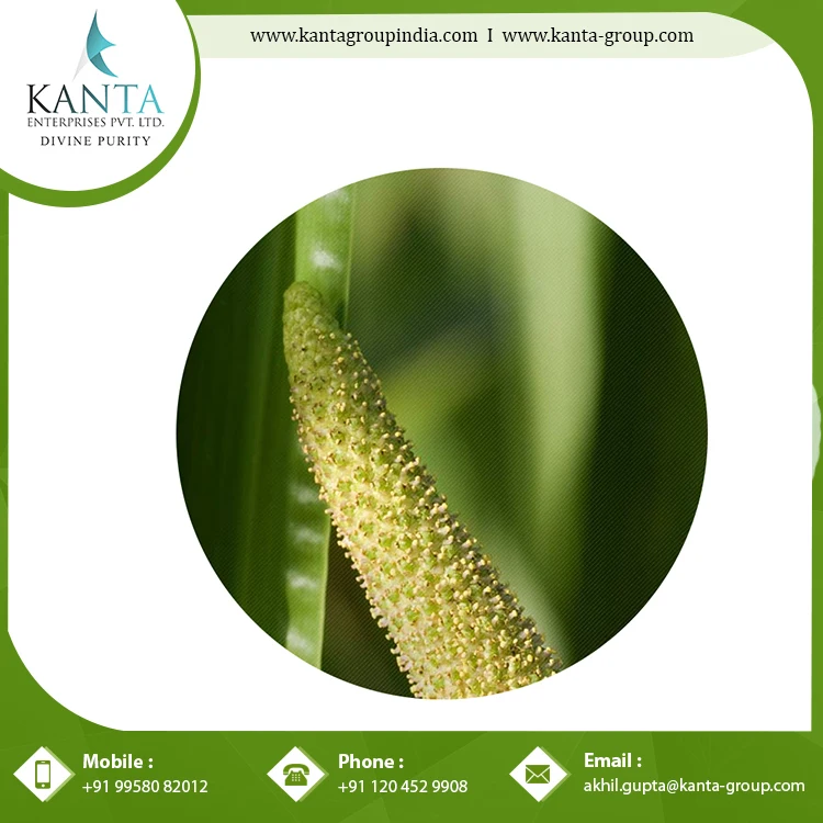 Best Quality Natural and Pure Calamus Essential Oil helps in Improving Digestive System at Affordable Price