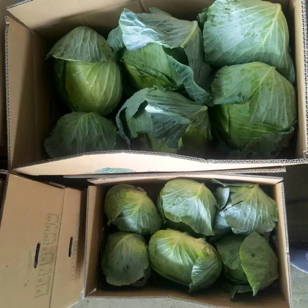 Свежая капуста по низкой цене, самый продаваемый экспортер капусты картонный мешок