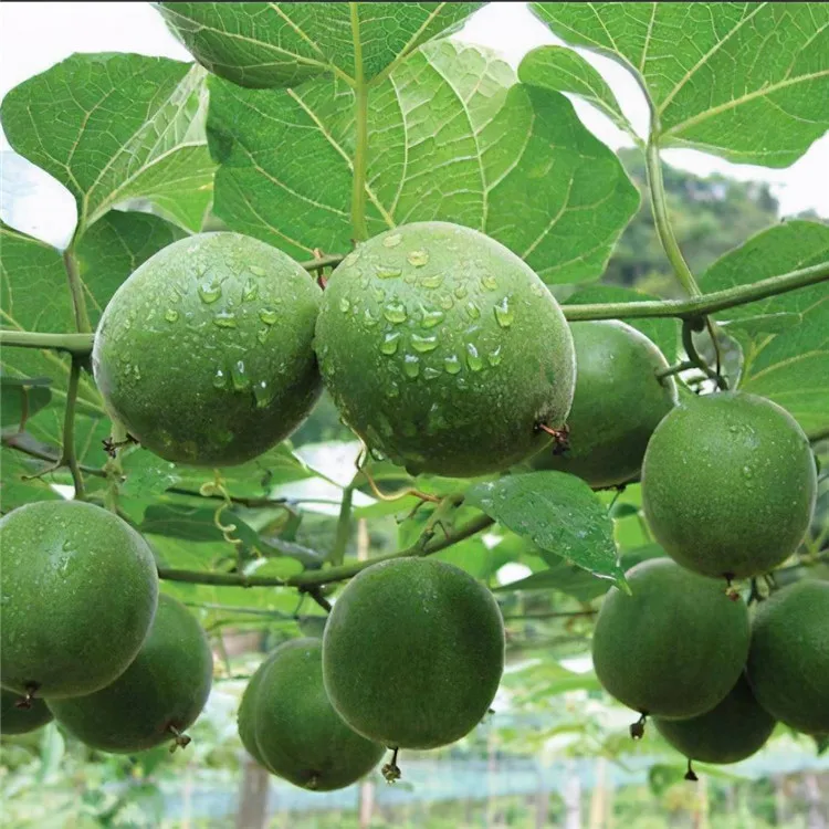 Factory Price Momordica Grosvenori Grosvener Siraitia Monk Fruit For Both Medicine And Food