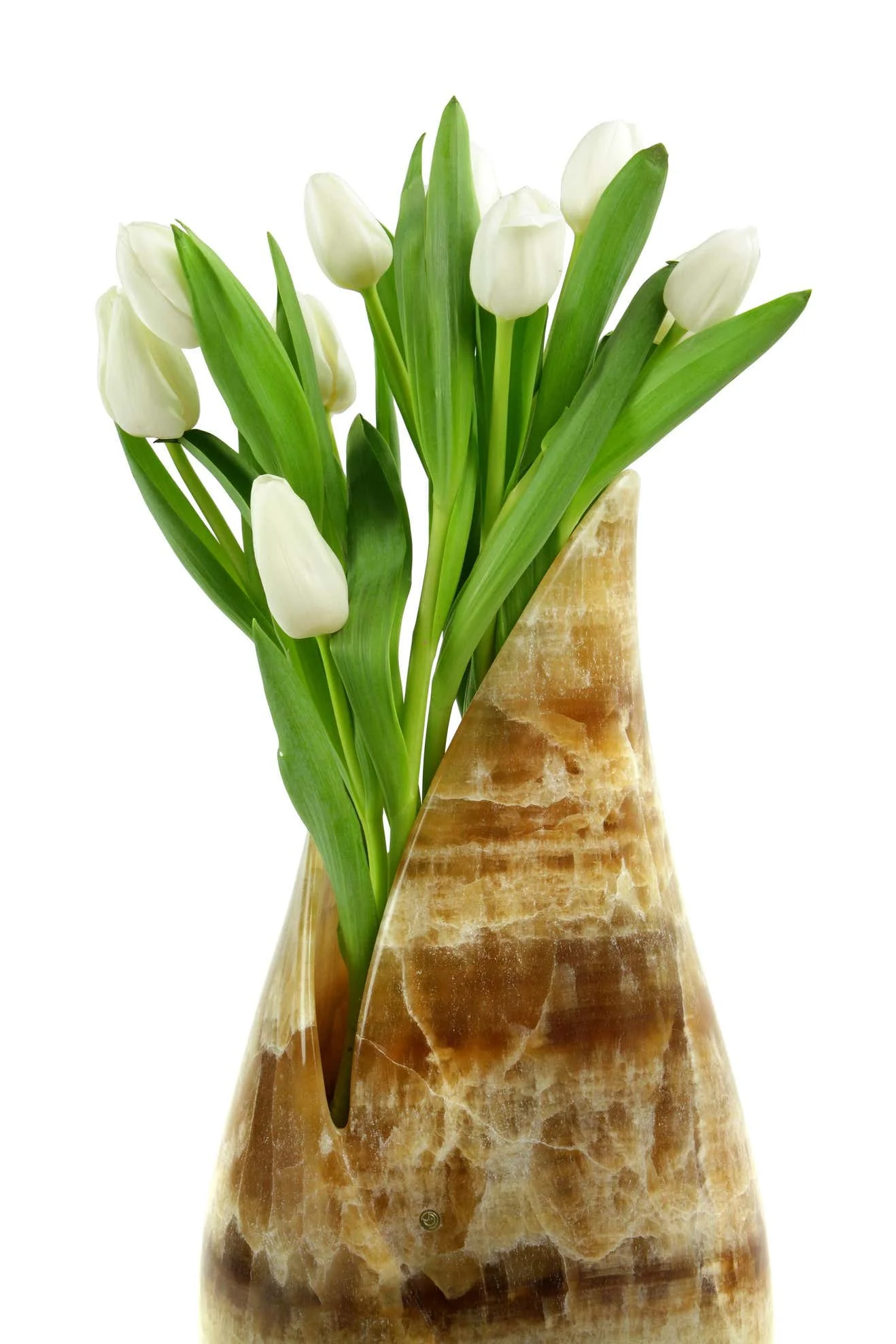 Tulipano_A.jpg