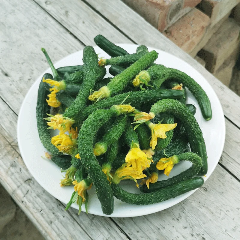 Wholesale natural organic vegetables Fresh mini pickled thumb-big small cucumber twist