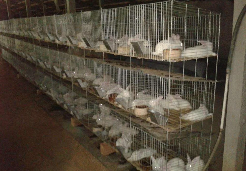 Оцинкованная железная проволока сварная клетка для кролика экологически безопасная (ISO9001)