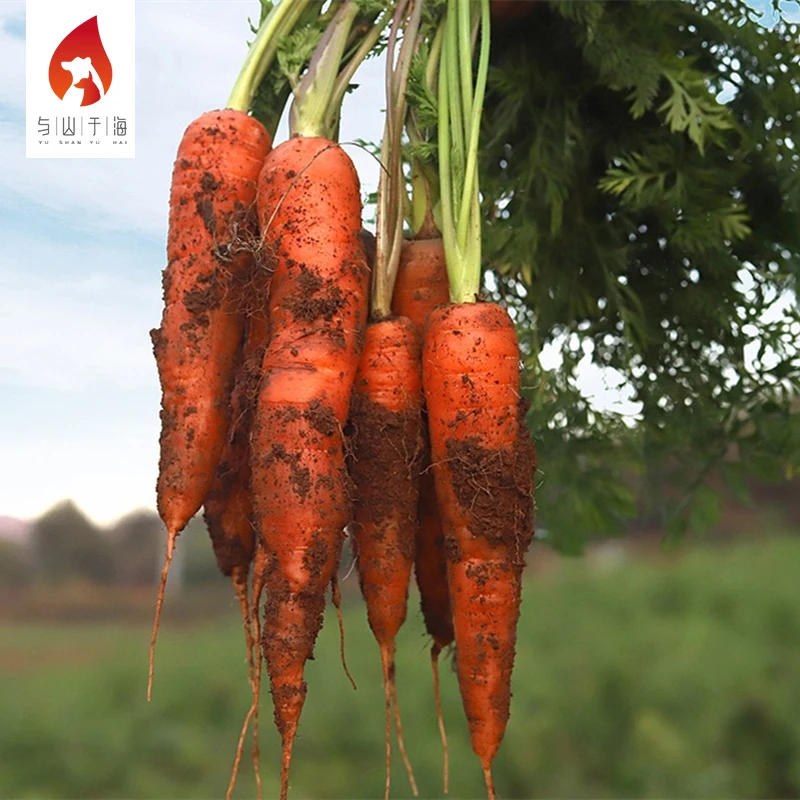 China Export Manufacturer Supply Fresh Vegetables Carrot Fresh Carrots
