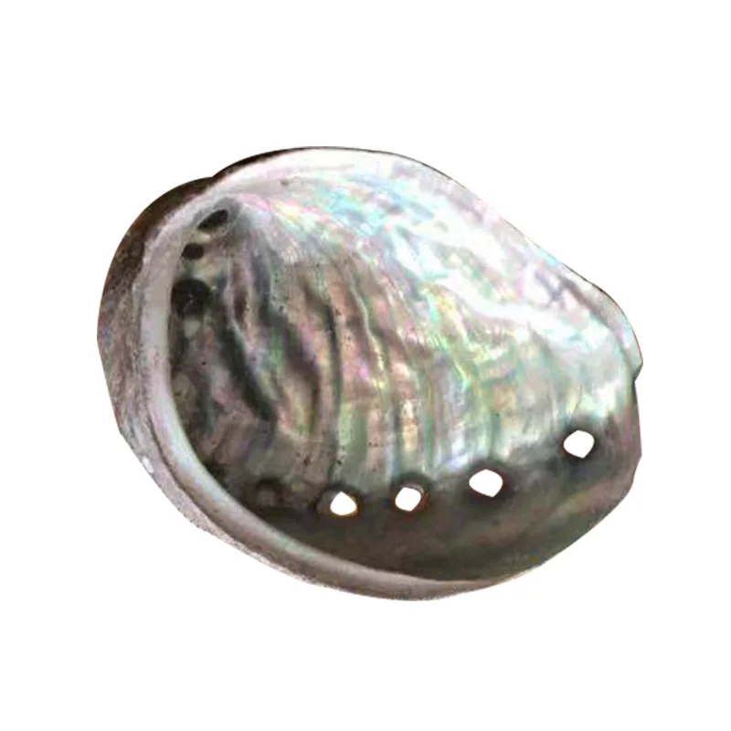 
8-9CM Hot Selling Raw Abalone Shell Natural shell DIY home decoration Handicraft decoration abalone shell 