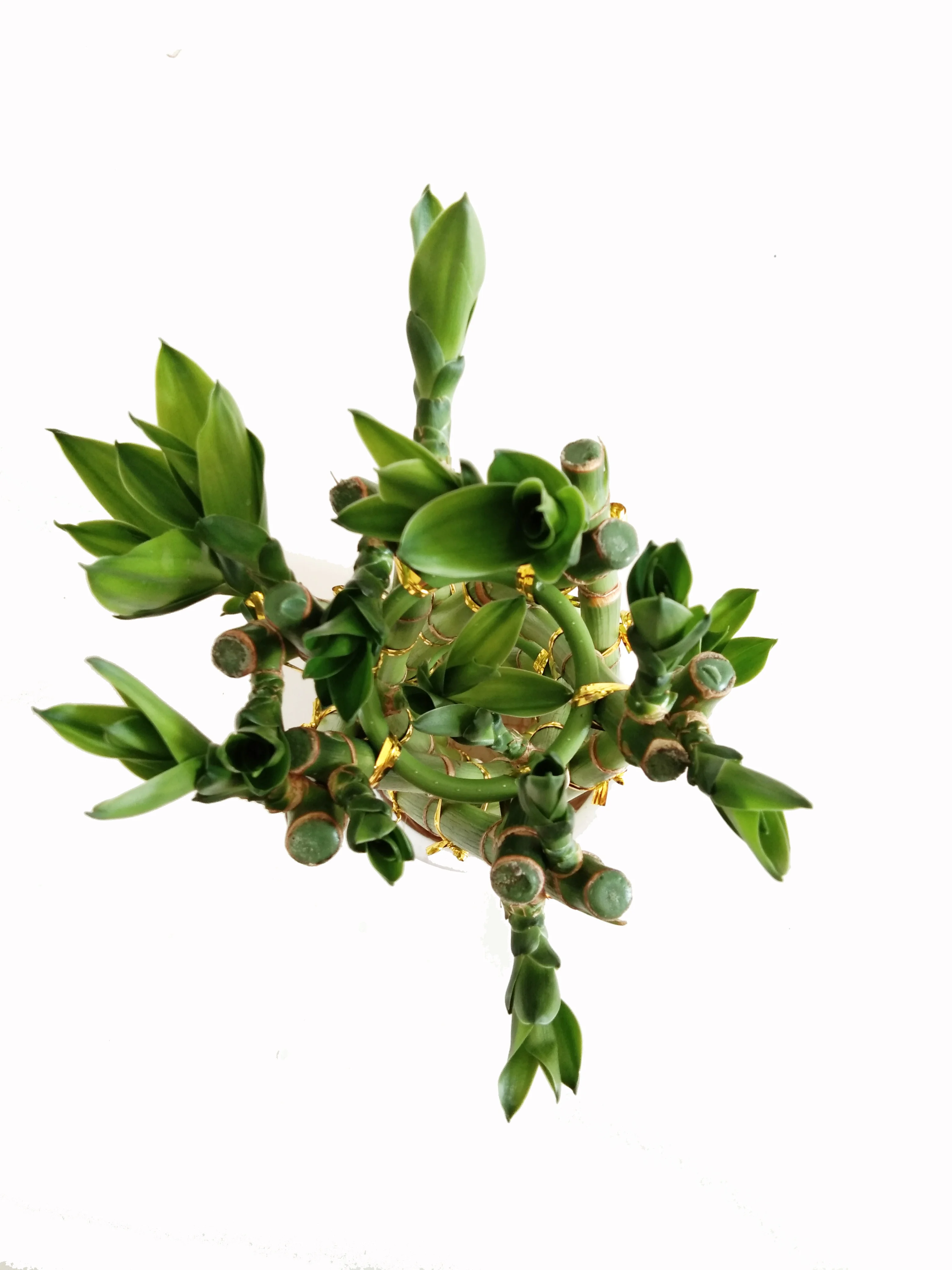 
Green big basket flower style lucky bamboo plant with good quality Zhanjiang 