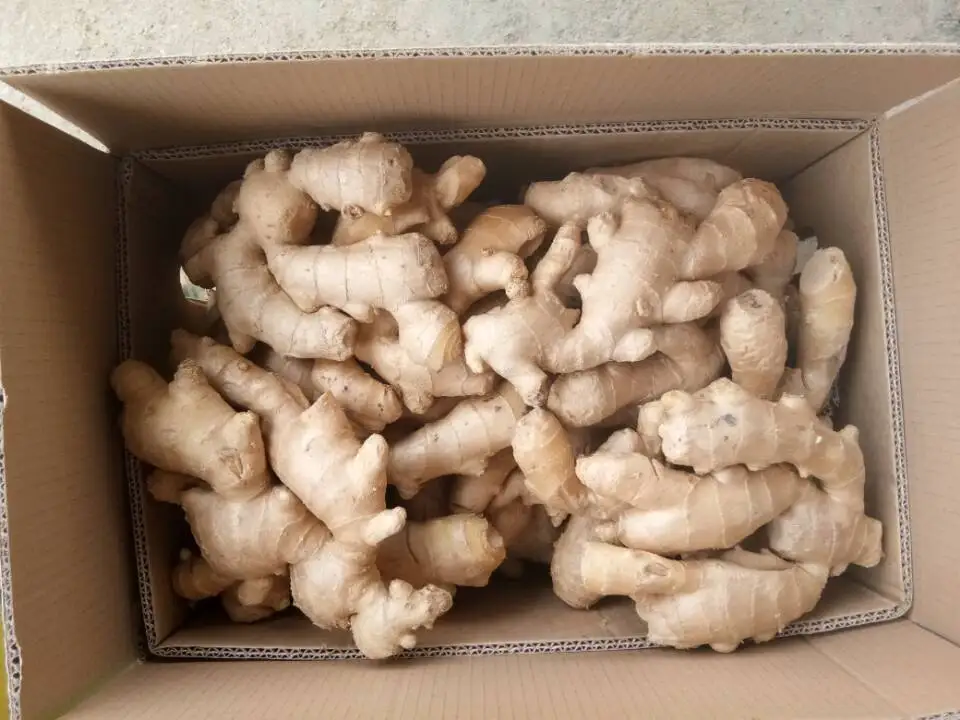 2021 new crop Air Dry Ginger exporter to  Europe/Russia