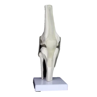 Knee Joint Anatomy Veterinary Teaching Canine Dog Skeleton Model