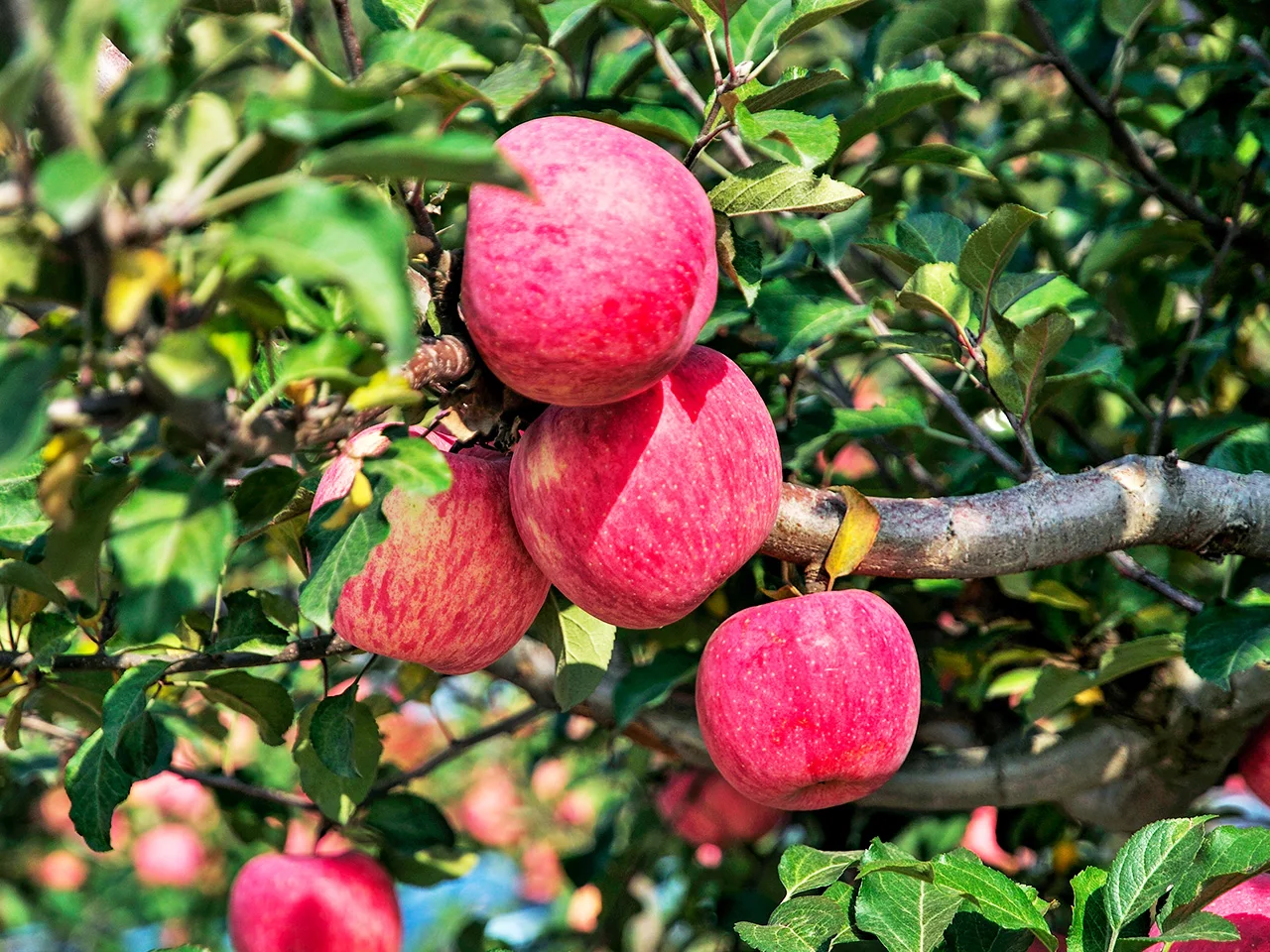 
Natural safety biostimulant water soluble agriculture use chitosan oligosaccharide 