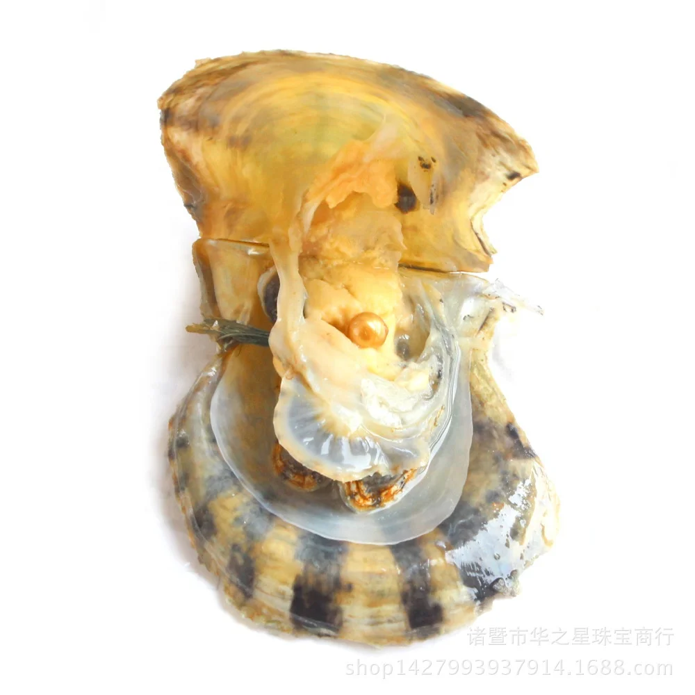 Pearl Oyster Akoya Oyster Edison Pearl 12-13mm AAAA Grade Gold Color Freshwater Pearl Natural Round