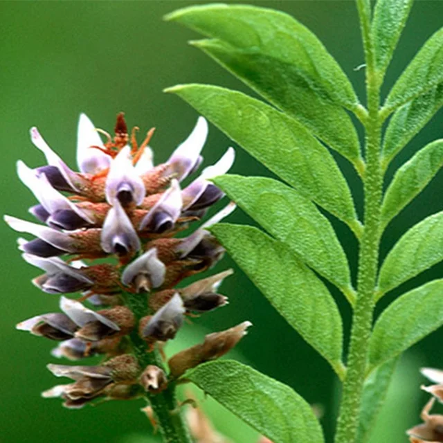  Экстракт лакрицы