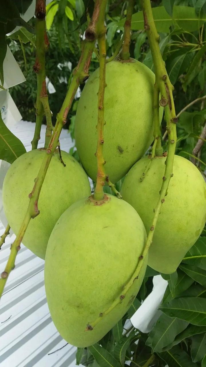 Keo Mango Best Quality Brand Supplier For Export Hot Selling From Vietnam Custom Logo Package Cheap Price Low MOQ