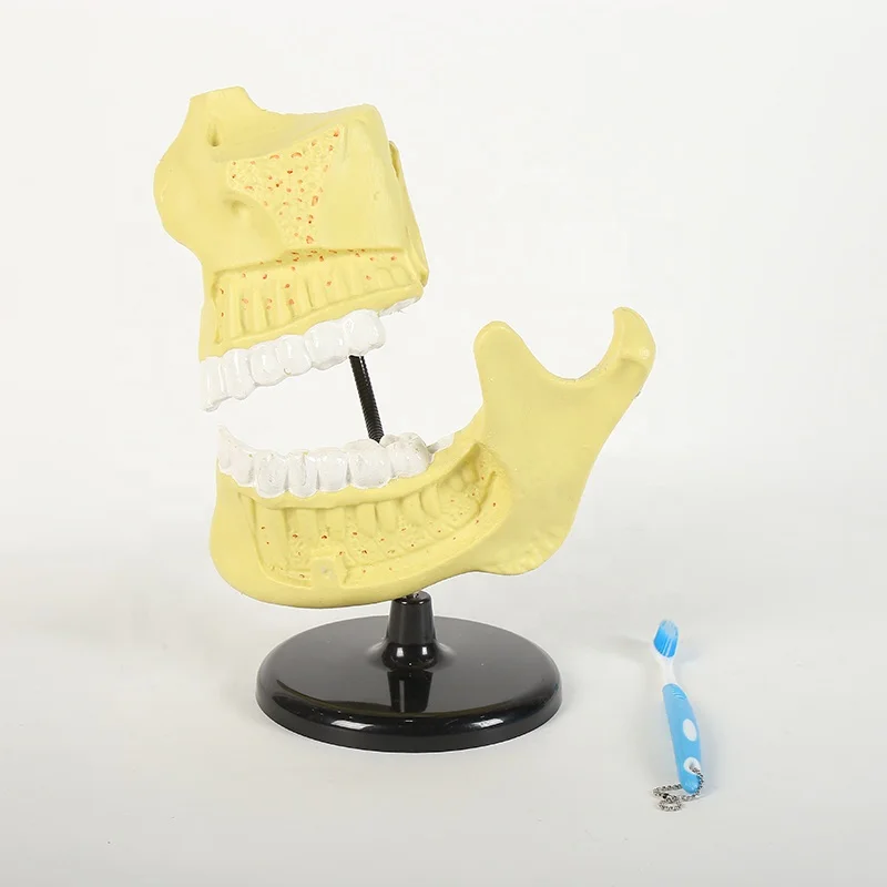 Лидер продаж, модель зубной щетки с зубной щеткой для преподавания