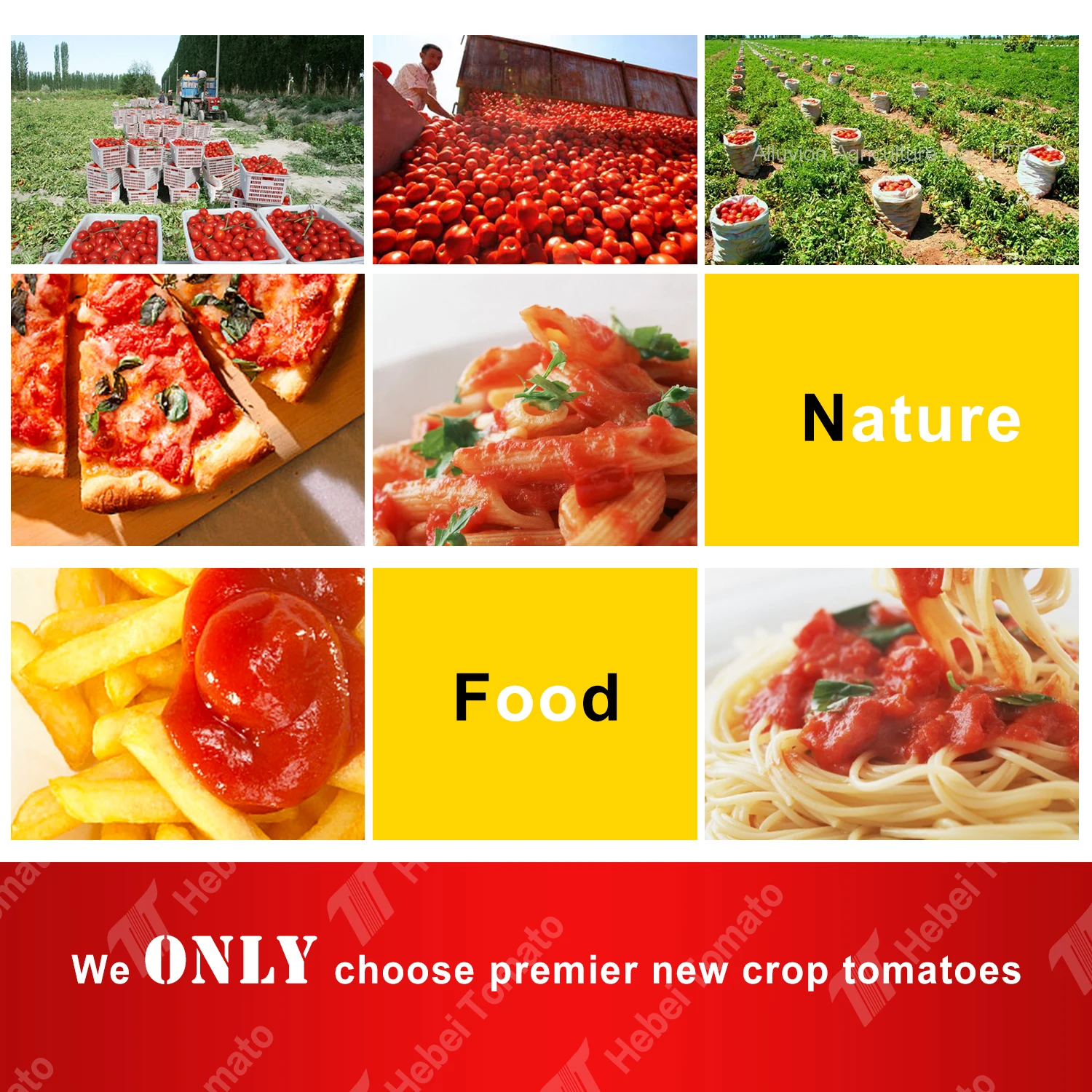 High Quality Good Price tomato sauce factory direct sale tomato ketchup 340g