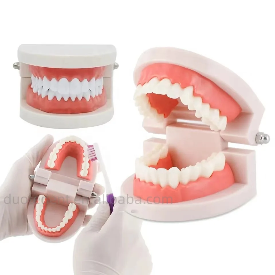Kindergarten Early Education Brushing Mold Teaching Props Dental Tooth Model