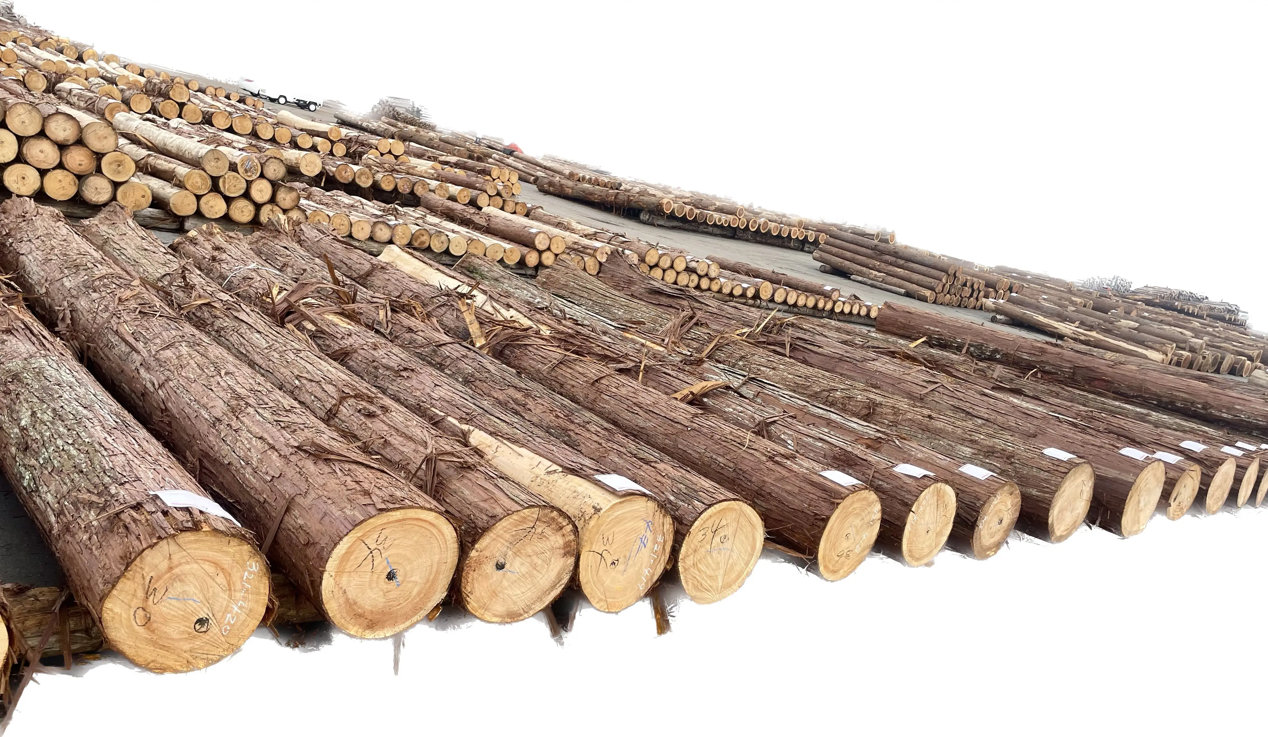 Useful Japanese hinoki cypress lumber wood price valuable tree