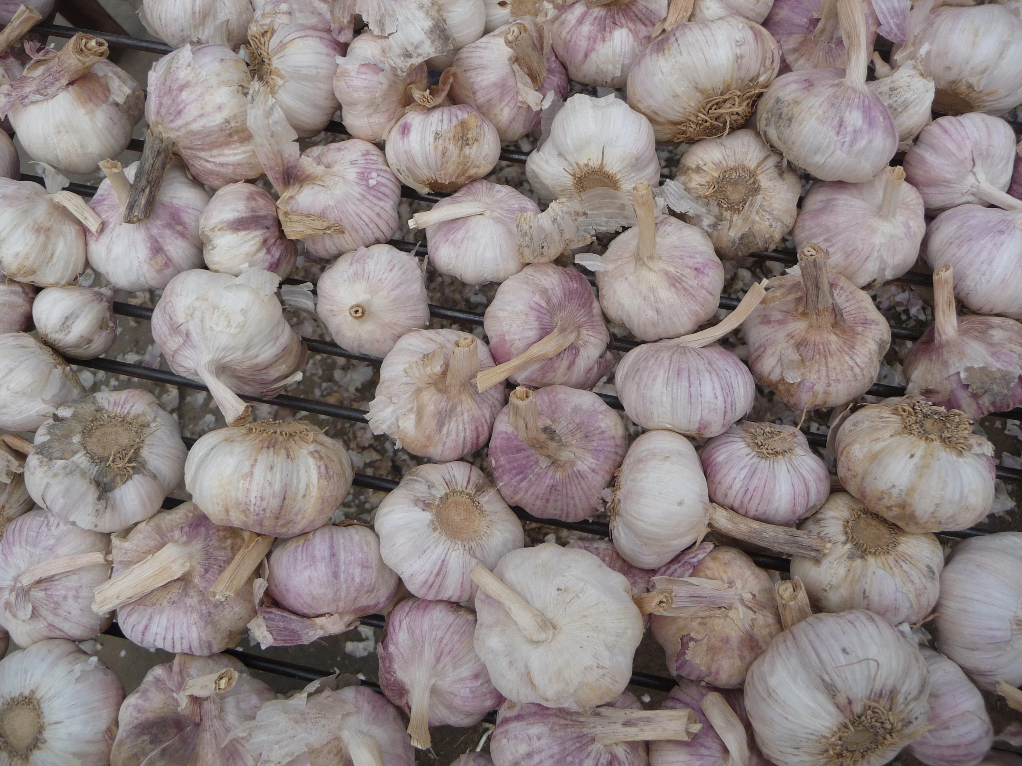 
China size 4.5-6.0cm natural garlic 