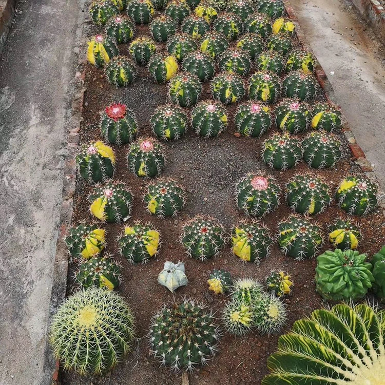 
mix coloring cactus live plant 