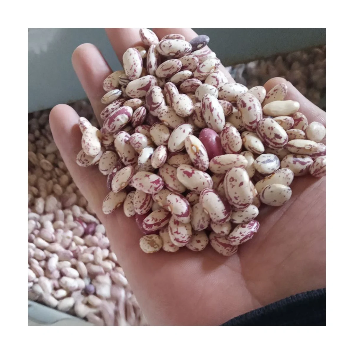 High quality 25 or 50 kg kidney beans natural Uzbekistan product White-red speckled kedney beans for food
