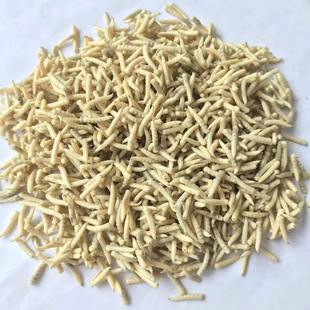 Пищевые насекомые Eco Fresh Riceworm корм для домашних животных съедобные рыбы черепахи птицы