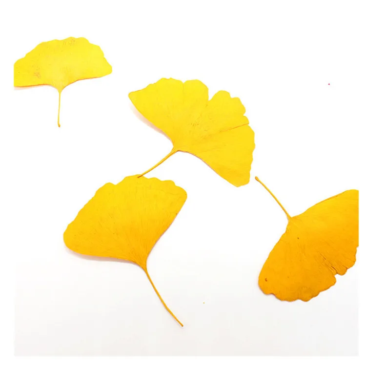 Real Dried Pressed Flower Gingko Leaf