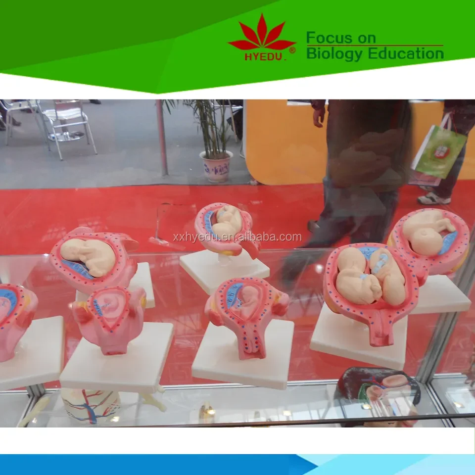 Medical Science educational Placenta Anatomical Training Model Placenta Model For Teaching