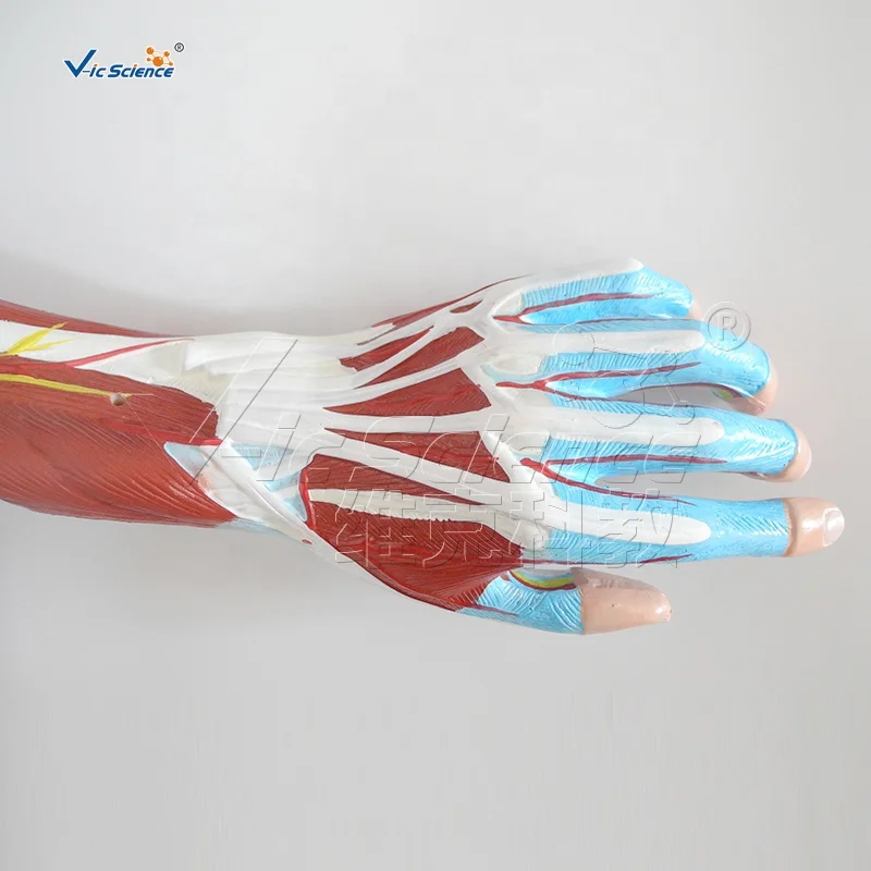 human arm muscle anatomical teaching model human arm anatomy medical model