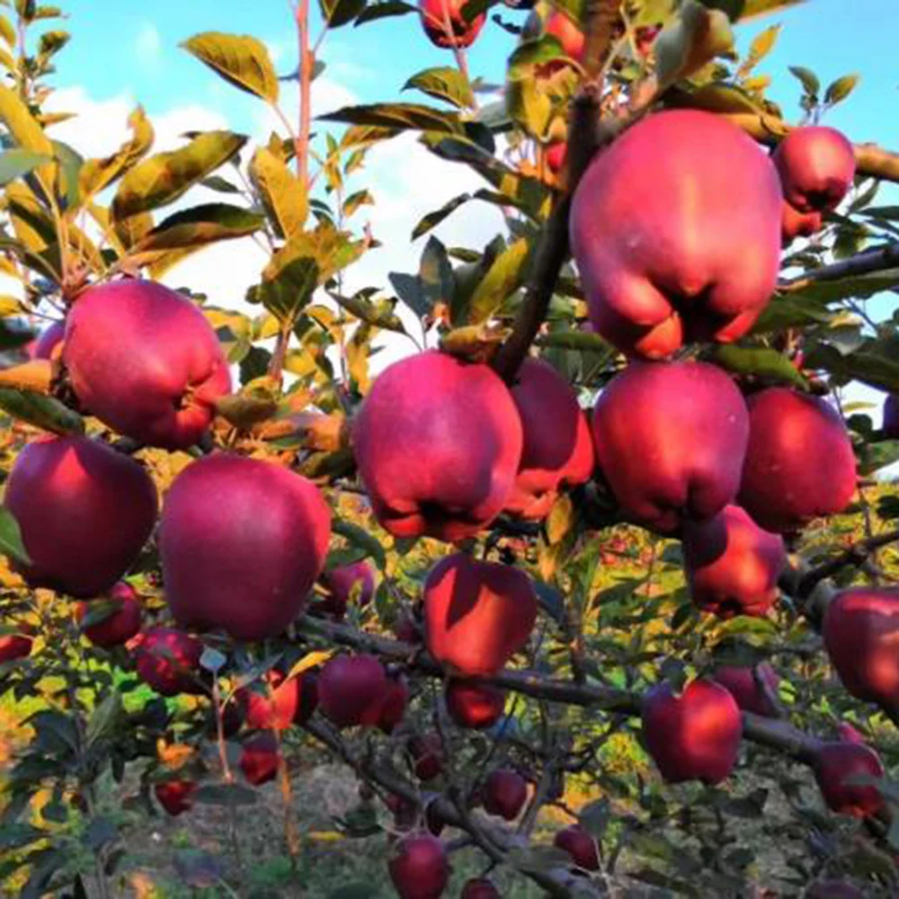 Best Price Exporter Fresh Fruit Huaniu Apple