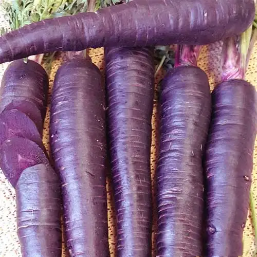 Non-precipitating plant extract powder Purple Carrot Pigment, used in pastries, beverages, jams and other natural colorants.