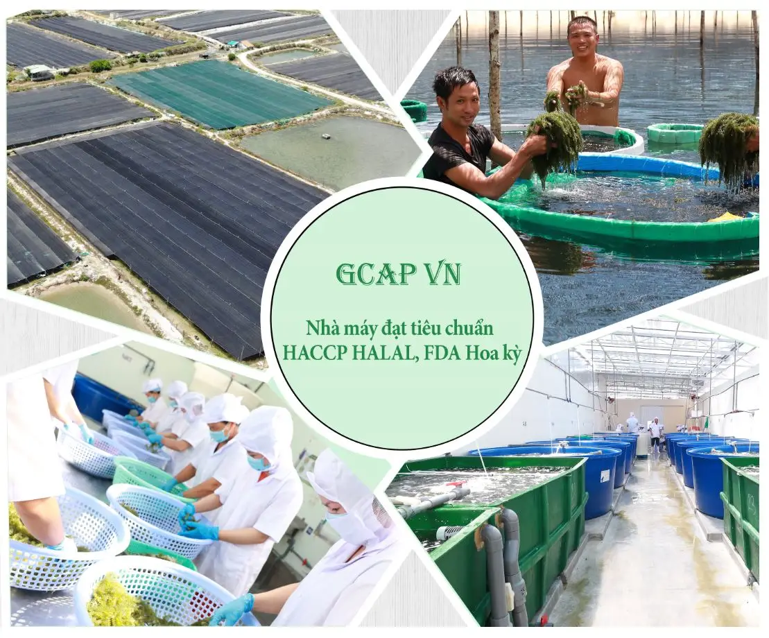  Viet Nam Supplier GCAP Natural Green Food Seasoned Salted Sea Grapes 100 Grams With