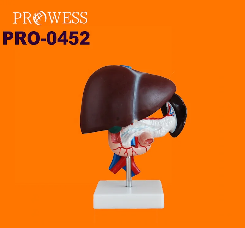 PRO-0452 medical science Human Liver Anatomical Model Pancreas Duodenum for Medical Science Nurse Training models