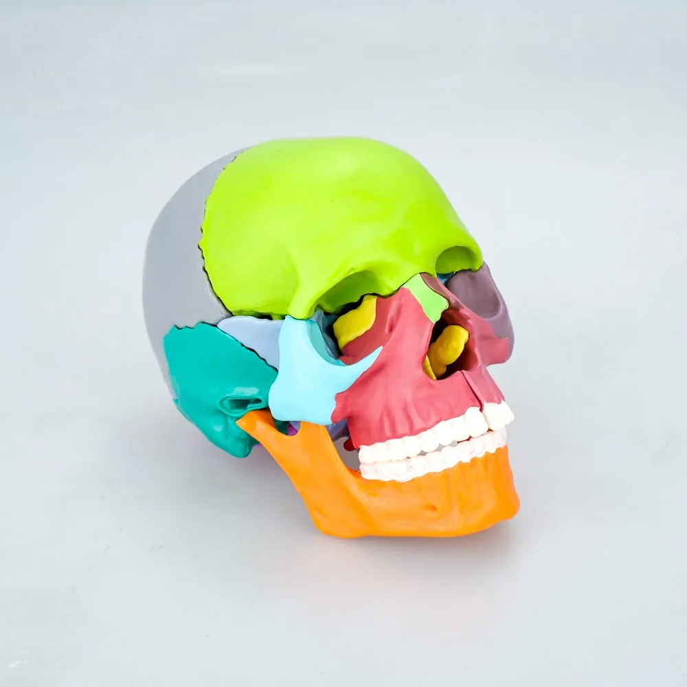 Medical Science Colored Skull With Cervical Spine Human Skeleton With 22 Individual Bones Head Anatomy Biology Model