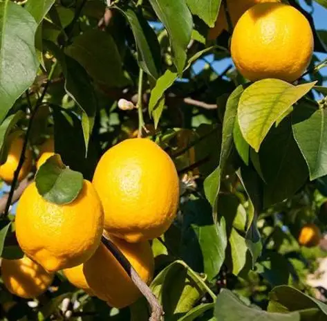 Best selling fresh citrus lime yellow natural lemon fresh Chinese lemons top grade fresh fruit