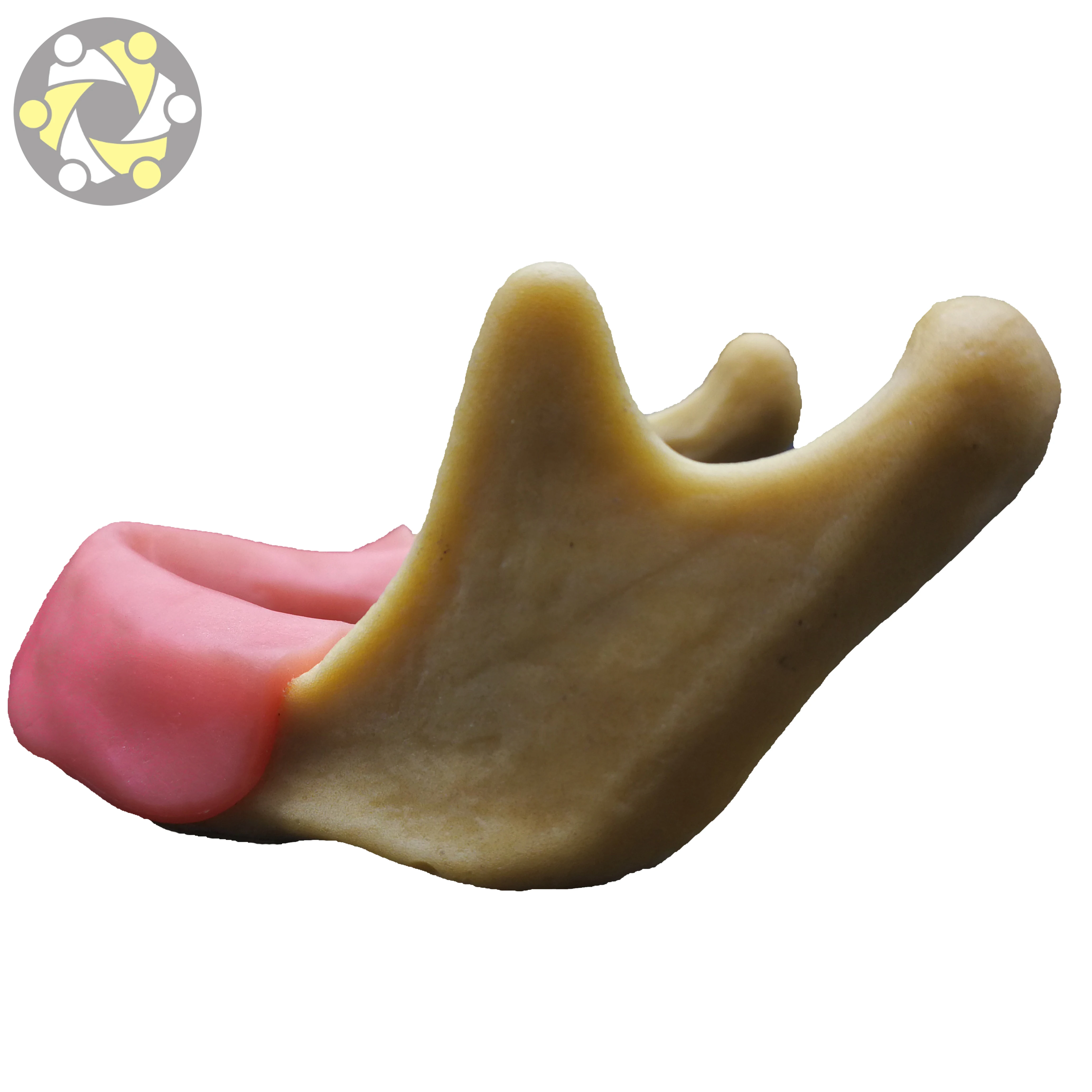 lower jaw Dental Model Implant Practice Model with Silicone gingiva for Student Practice Artificial bone