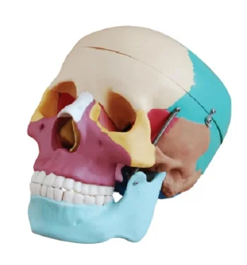 Skull Model Biology Model Human Colored Skull Model /Biological Anatomy