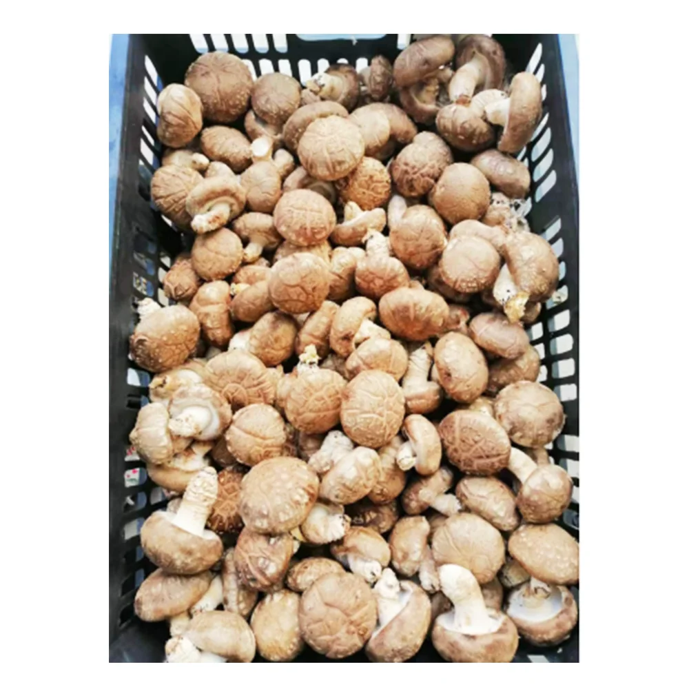 
Factory Direct Sales Organic Cultivated Frozen Fresh Shiitake Mushroom 