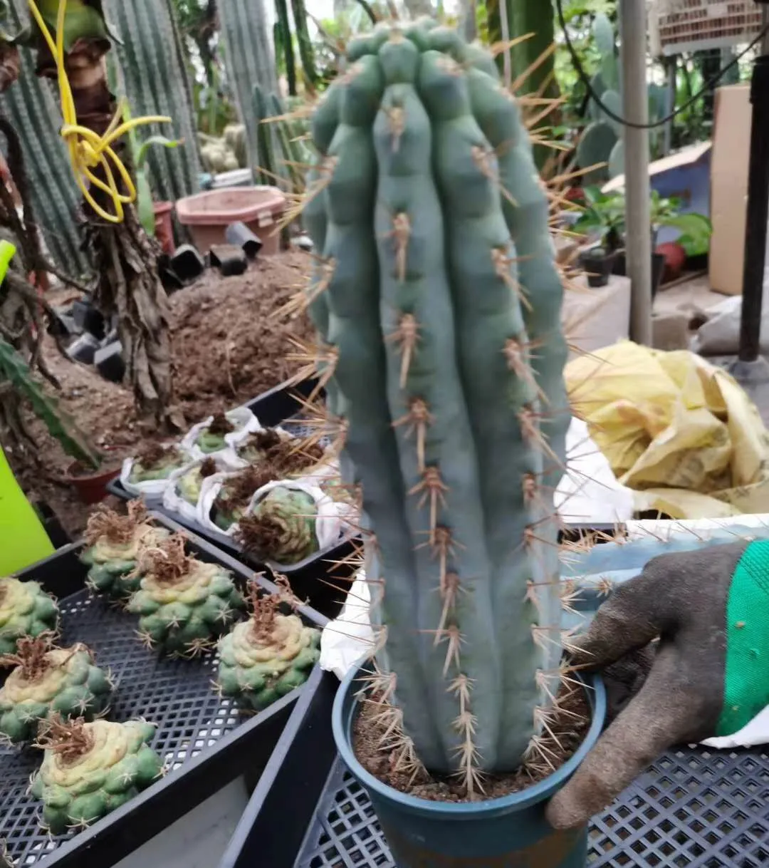 Natural Cactus Bonsai for nursery Cactus plant for home decoration