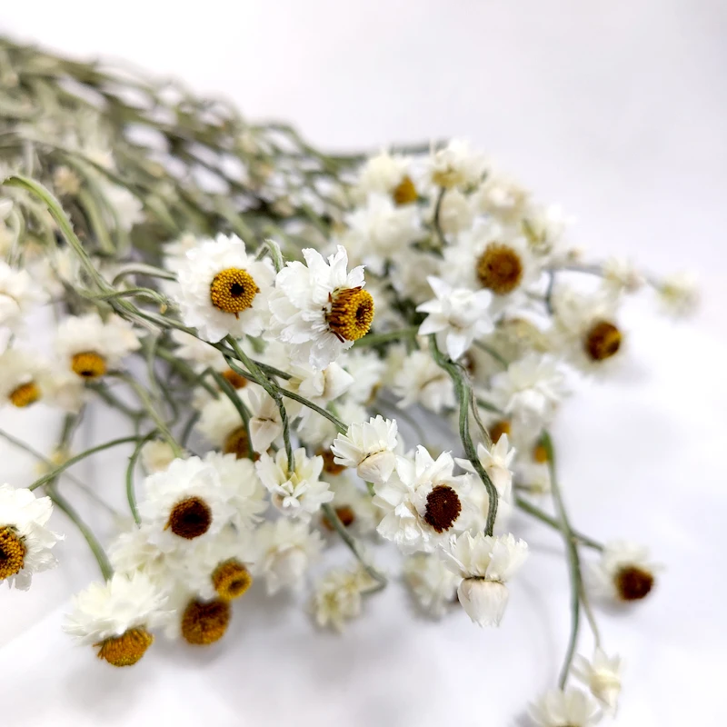 Dried Ammobium Flower Home Decor Wedding Decoration White Flowers Filler Floral Dried Daisy Flowers Silver Chrysanthemum