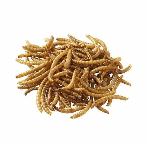 Dried Black Soldier Flies Larva Maggots Insects High Protein Dried Mealworms