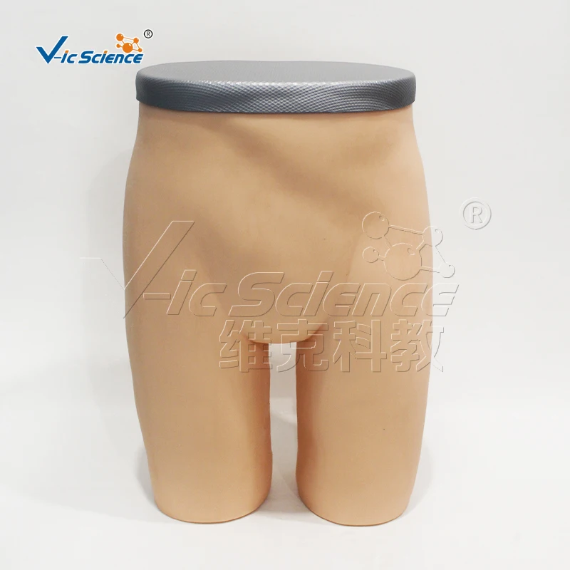 Advanced Gluteal  Anterior Superior Iliac Spine Posterior Superior Iliac Spine Muscle Injection and Anatomical Structure Model