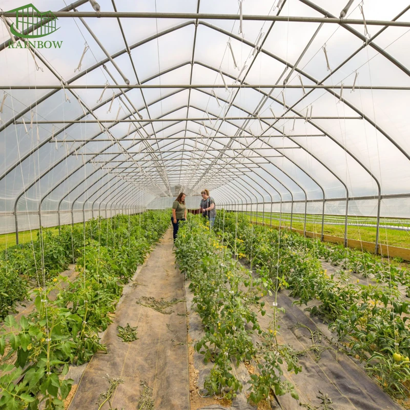 Small Tunnel Tomato Greenhouse with Irrigation System