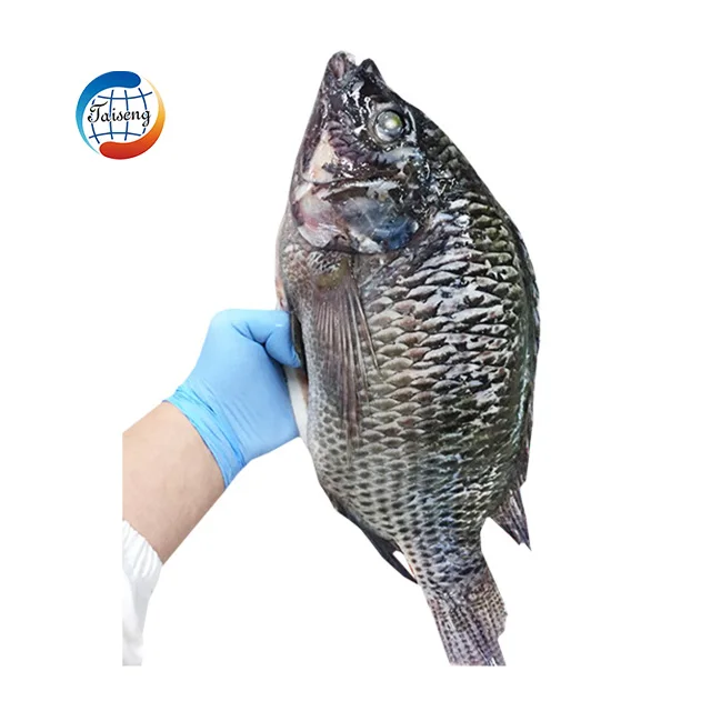 tilapia gs (1)