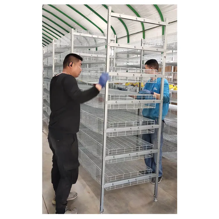 salable all automatic H type  Hot dip galvanizing  baby quails cage/ quail cages for egg production