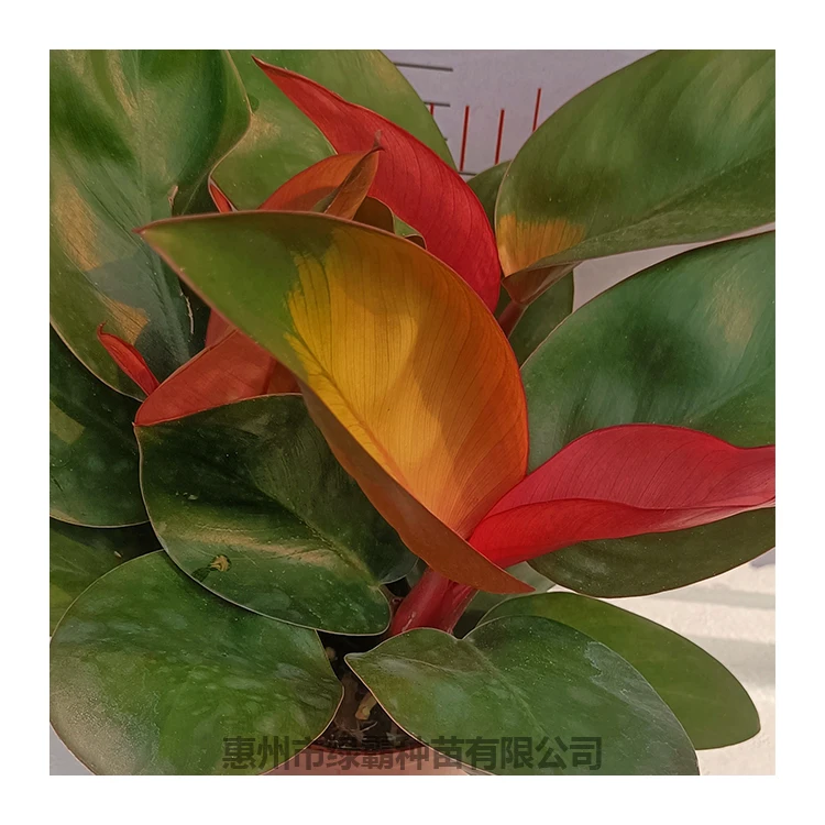 Китайский профессиональный производитель, натуральное растение, розовая принцесса philodendron, бонсай