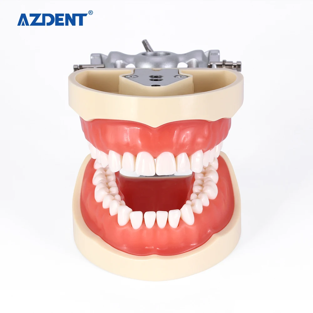 New design Standard Dental teeth study Model With Removable Teeth