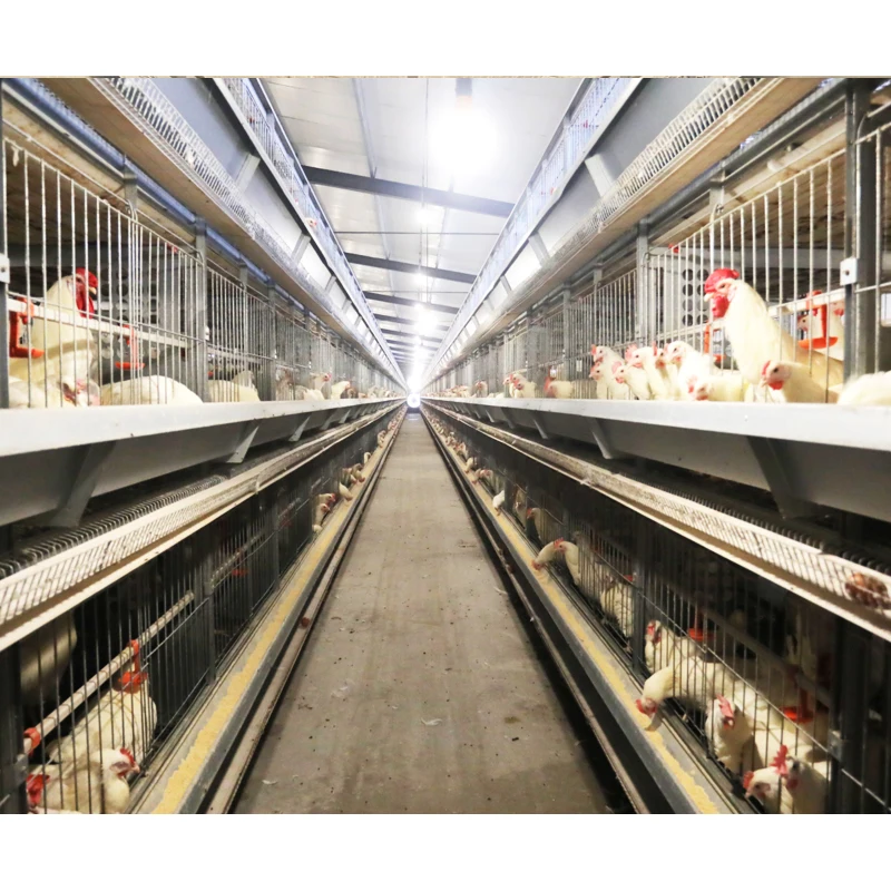 Chicken Coop Rooster Hen Mix Breeder Equipment Layer Chicken Battery Cage Chicken Cages for Farms
